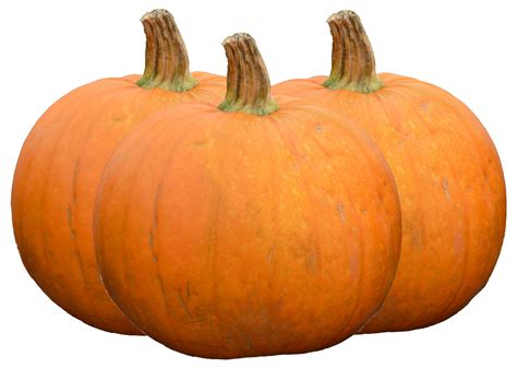 Pumpkin Free Stock Photo Public Domain Pictures