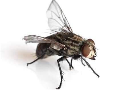 7 Simple Tricks To Get Rid Of Black Flies In Your House The Pest Rangers