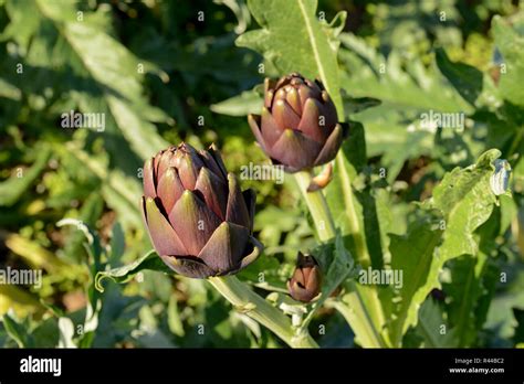 Cultivation Of Artichokes Stock Photo Alamy