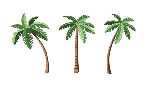 Cartoon Palm Trees With Coconuts Over 22694 Royalty Free Licensable