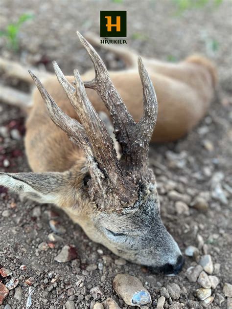 „Stärkster Bock der Welt“ – Ist das der neue Rekord? - unsere Jagd 5-2023