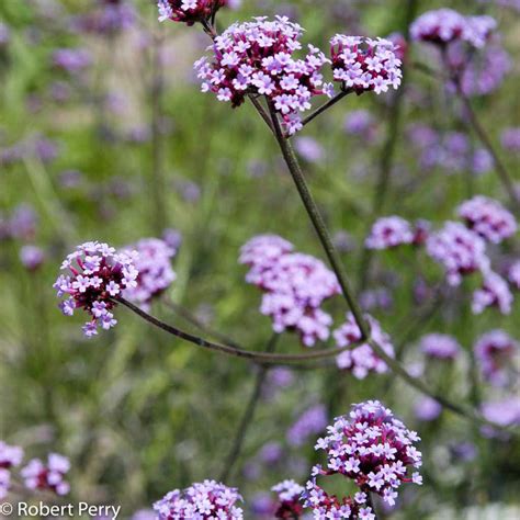 Purpletop vervain - Waterwise Garden Planner