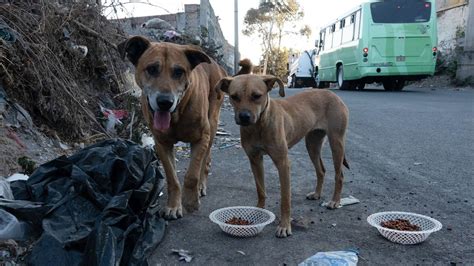 Aumenta Sacrificio De Perros Callejeros En La Cdmx N