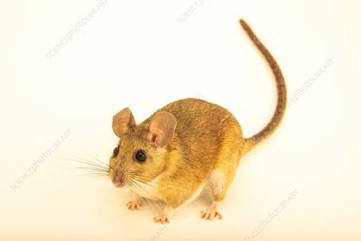 White Throated Woodrat Stock Image F042 3731 Science Photo Library