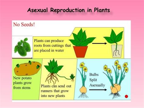 Asexual Reproduction In Plants Reproduction In Plants - Riset