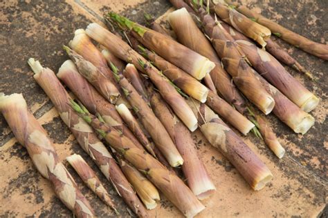 Préparer les pousses de bambou Le Manger