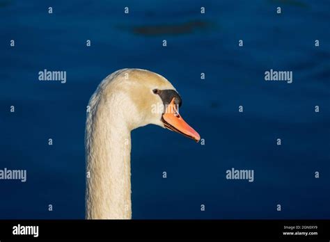 Schwan schwimmt auf einem See und wärmt sich in der Abendsonne Stock