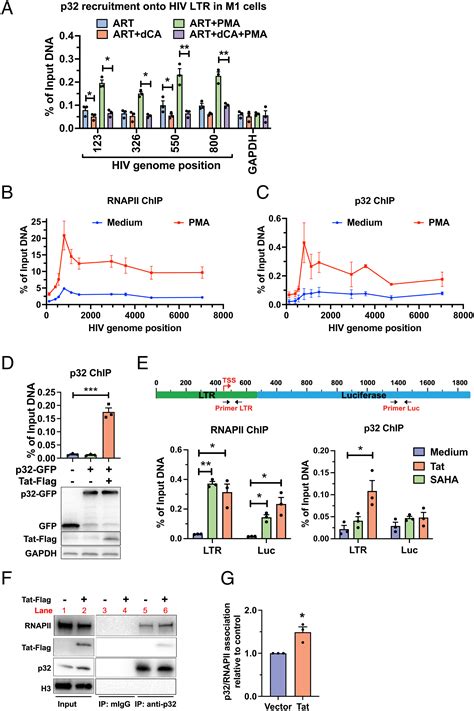 The Chaperone Protein P32 Stabilizes Hiv 1 Tat And Strengthens The P