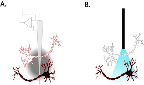 Shining A Light In The Brain Optogenetics As A “guiding Light” For Deep Brain Stimulation