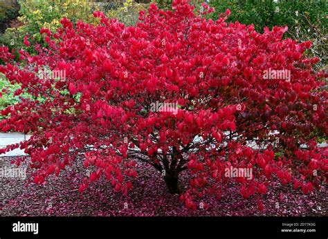 Euonymus Alatus Compactus Burning Bush If Full Autumn Colour Compact Winged Spindle Small Tree