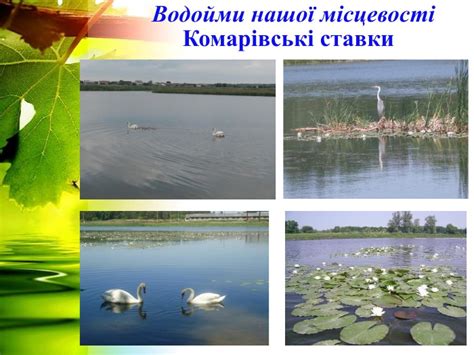 Презентація Водойми рідного краю