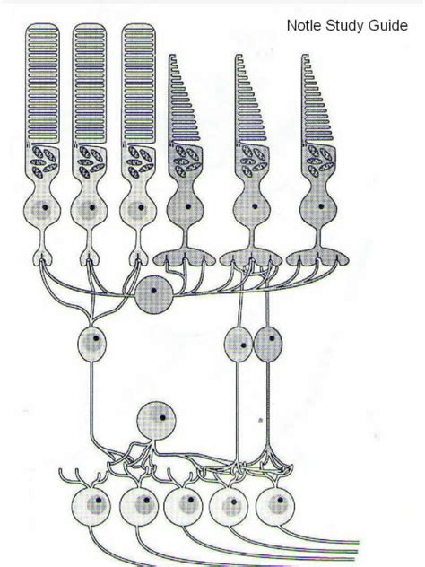 lab 10 rod and cones diagram 3 Diagram | Quizlet