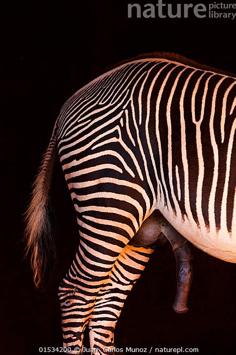 Stock Photo Of Grevy S Zebra Equus Grevyi Close Up Of Hind Quarters