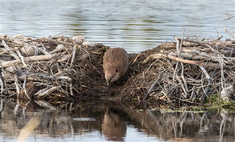 Why Do Beavers Build Dams Learn Fun Facts About Wetland Rodent Kidadl