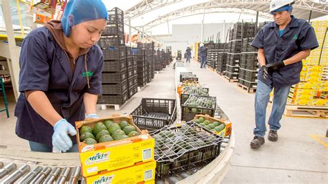 M Xico Alcanza Los Mdd En Exportaciones Agroalimentarias Semanario