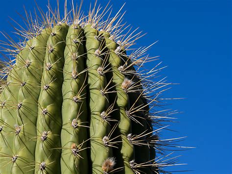 Arizona Cactus Garden | Mike Chowla's Photo Blog