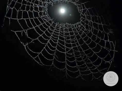 Uncover The Spiritual Meaning Of Spider Web In Dreams What Does It