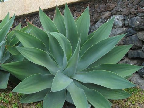 Agave Attenuata Fox Tail Agave World Of Succulents