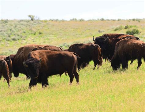 A Beginner's Guide to Bison Hunting | West Canyon Ranch