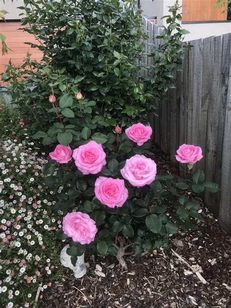 Surprise Late October Roses Zone 34 They Bloomed Even After A Few