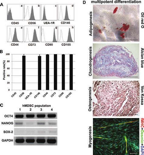 Characterization Of The Human Muscle Derived Stem Cells Hmdscs A