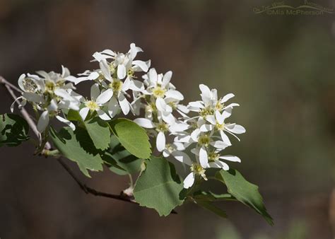 Serviceberries Are Blooming In The Wasatch Mountains On The Wing