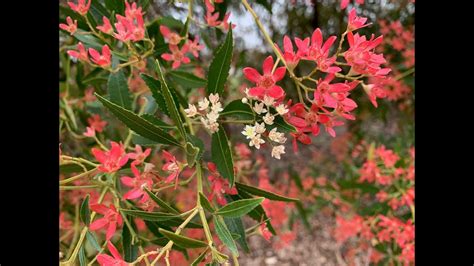 Nsw Christmas Bush Ceratopetalum Gummiferum Youtube