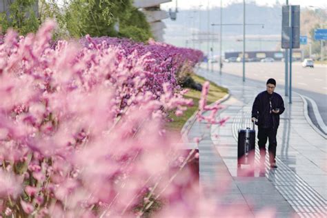 繁花开 春意浓 璧山花花世界惹人醉 热点新闻 华龙网