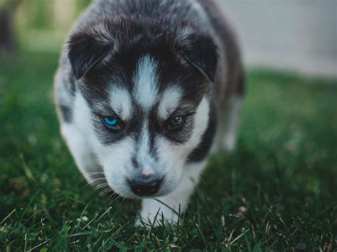 Puppy Husky Dog Cute Heterochromia 4k Wallpaper | TOPpng