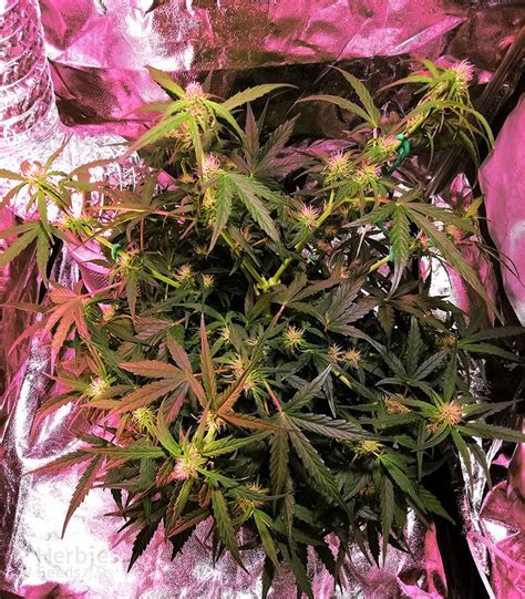 Buy Purple Punch Autoflower Feminized Seeds By Seedstockers Herbies Seeds