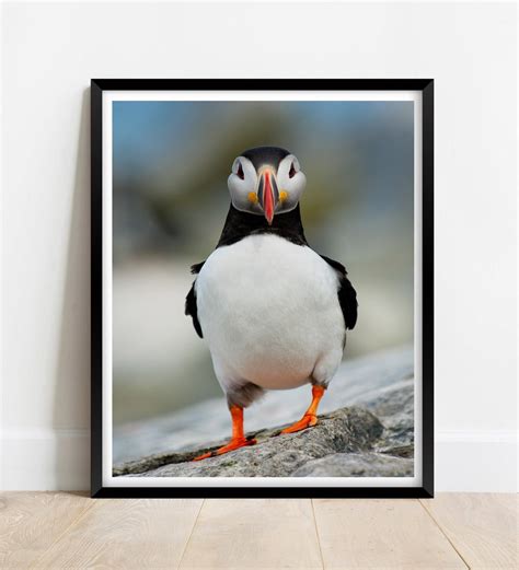 Puffin Bird Portrait Photography Print Fine Art Wall Art Exclusive ...