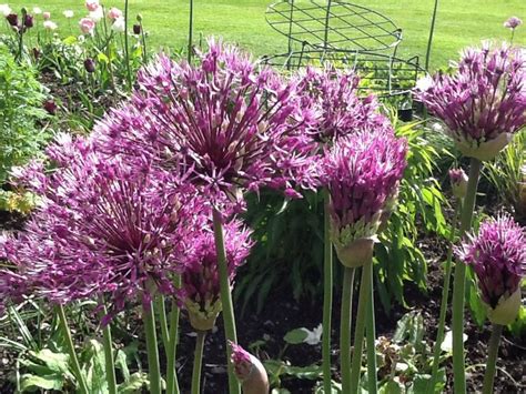 Alliums | Plants, Garden