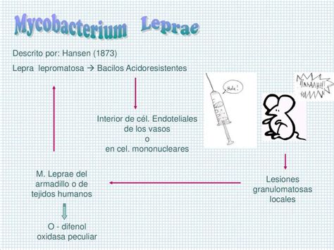 Mycobacterium Leprae CIENCIAS DE LA SALUD UDocz