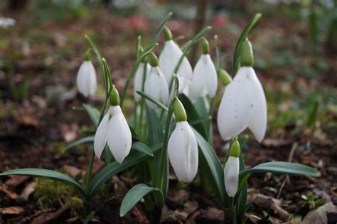 Galanthus plicatus ‘Walker Canada’ – Morlas Plants