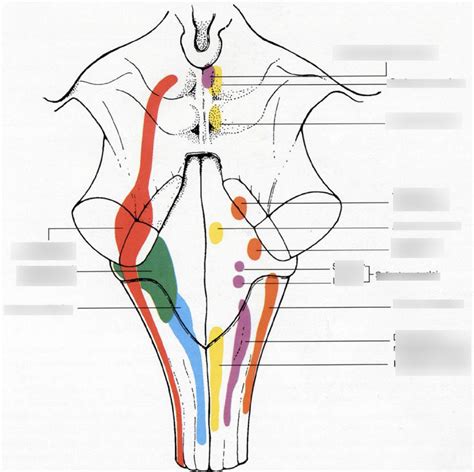 brainstem nuclei Diagram | Quizlet