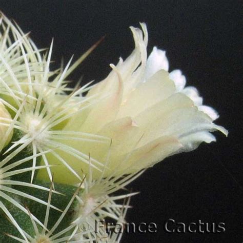 Mammillaria Elongata épines Jaunes En Vente Sur France Cactus