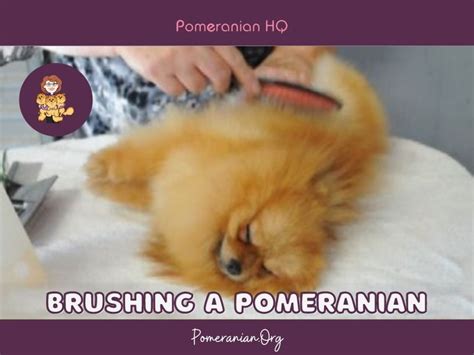 How To Brush A Pomeranian: Complete Instructions And Photos