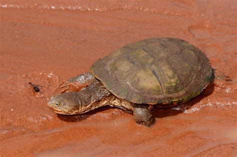 Tortuga De Escudo Descubre Todo Sobre Esta Especie De Tortuga Acu Tica