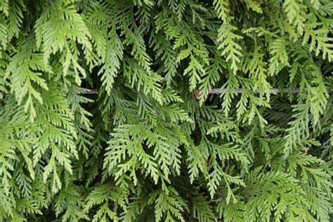 Cedar Tree Branches Close Up Stock Image Image Of Closeup Foliage