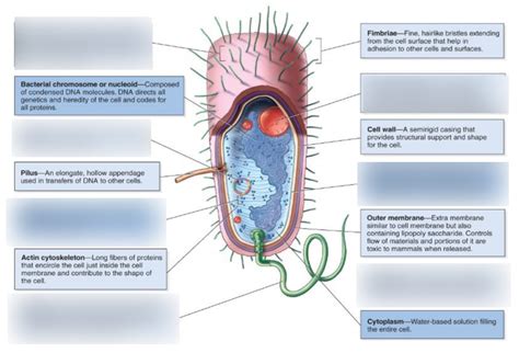 Prokaryotic Cell Part 1 Diagram Quizlet