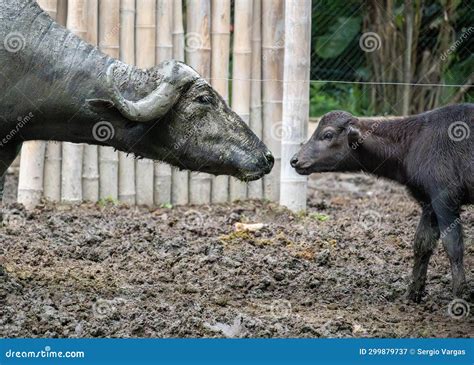 The Italian Mediterranean Buffalo Stock Image Image Of Bufala