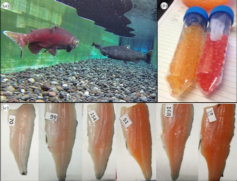 Carotenoid Pigmentation In Salmon Variation In Expression At Bco2 L