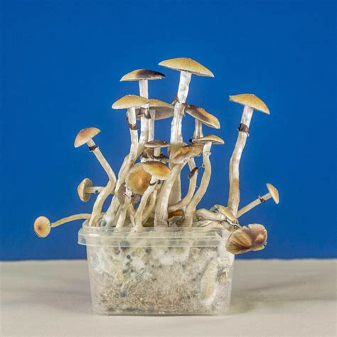 Magic Mushroom Grow Kit Psilove Go Kit Wholecelium