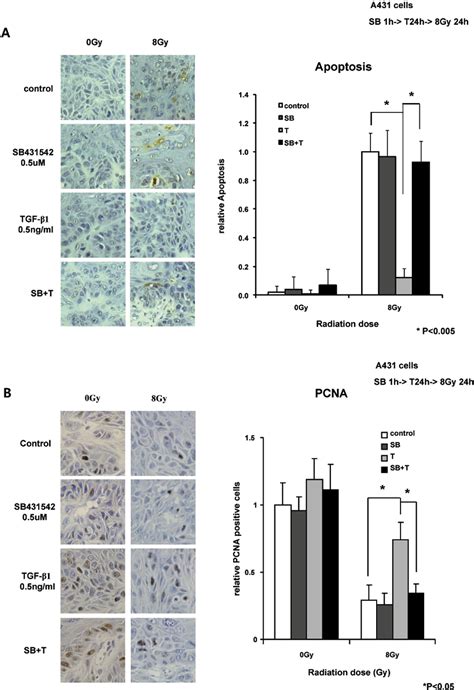 Figure 2 from TGF β1 accelerates the DNA damage response in epithelial