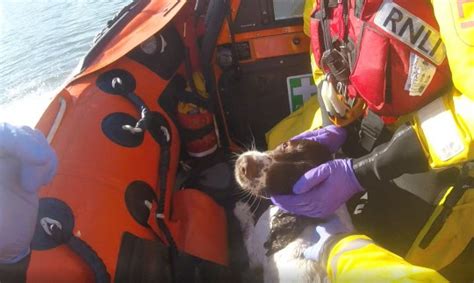 Dog Rescued By Rnli Lifeboat After Getting Stranded Chasing Seagulls