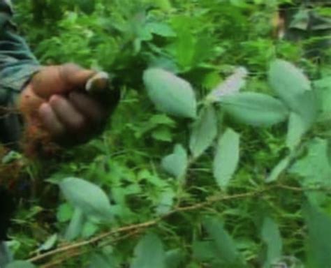 Ej Rcito Destruye Cultivo De Coca Cerca De Frontera Con Colombia La