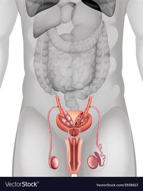 Male Genitals Diagram In Detail Royalty Free Vector Image