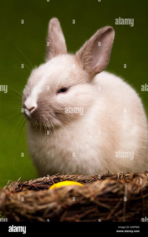 Hopping Animals High Resolution Stock Photography and Images - Alamy