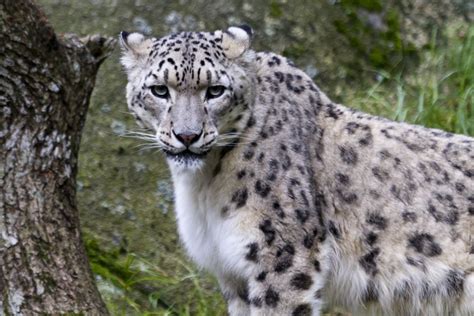 Snow Leopard Habitat Shrinks amid Climate Change Crisis