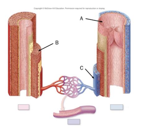 Chapter Blood Vessels Flashcards Quizlet